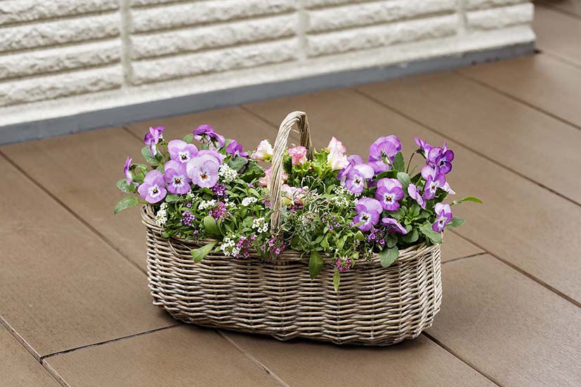 ビオラの決定版「ピエナ」シリーズに新色『ライラックピコティー』追加