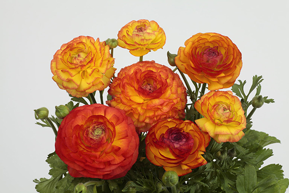 『ワンダーランドiQ ファイアーバイカラー』の種子発売