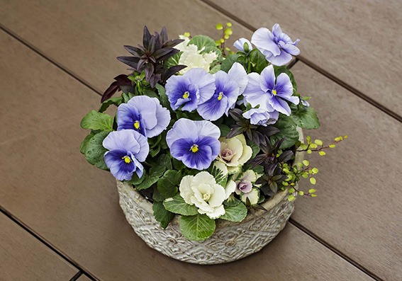 パンジー『パシオ』シリーズにさわやかな新色を追加