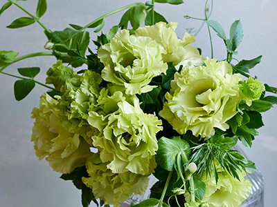 当社開発のトルコギキョウ、ネーミング募集