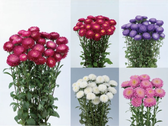 サカタのタネ、アスター『あずみXL』シリーズの種子発売