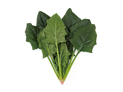 べと病R‐1～19抵抗性、ホウレンソウ『スーパーセーブ』の種子発売