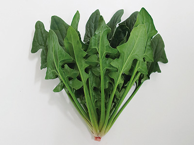 寒締め栽培に向く甘みの強いホウレンソウ「寒締め吾郎丸」の種子発売