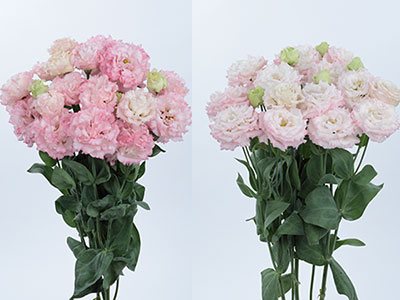 大輪フリンジ八重咲きトルコギキョウ「ボヤージュ」シリーズ新品種発売