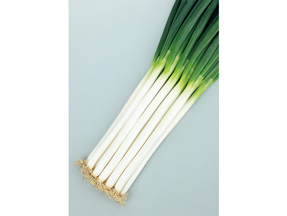 夏越ししやすく強風に強い冬どり用一本ネギ『冬扇シオン』の種子発売