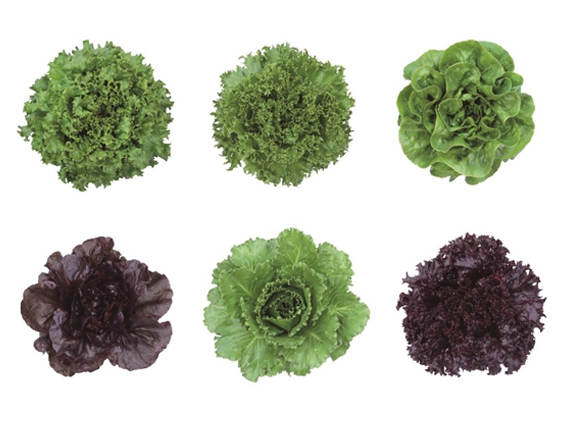 植物工場にも適するリーフレタスの新シリーズ『カンピオーネ』