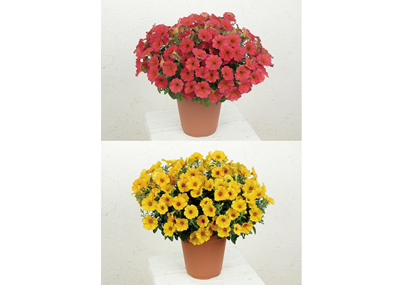 雨でもあでやか「ビューティカル」シリーズの新色を先行販売