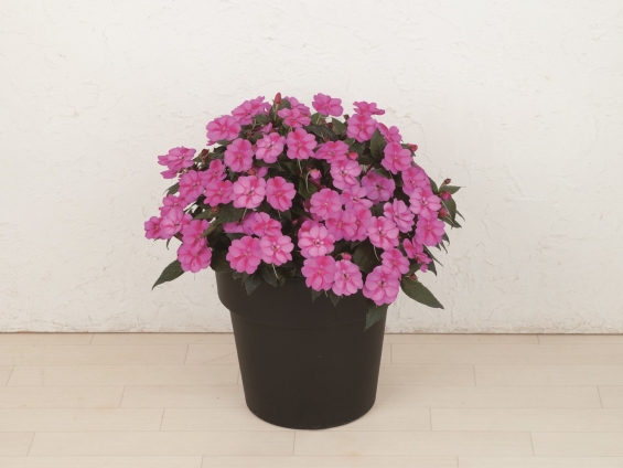 「サンパチェンス」シリーズに『パープルキャンディー』を追加