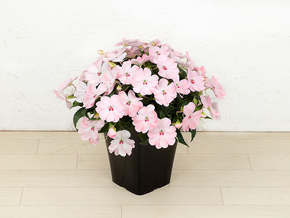 サカタのタネ、「サンパティオ」シリーズに桜色の新品種を追加