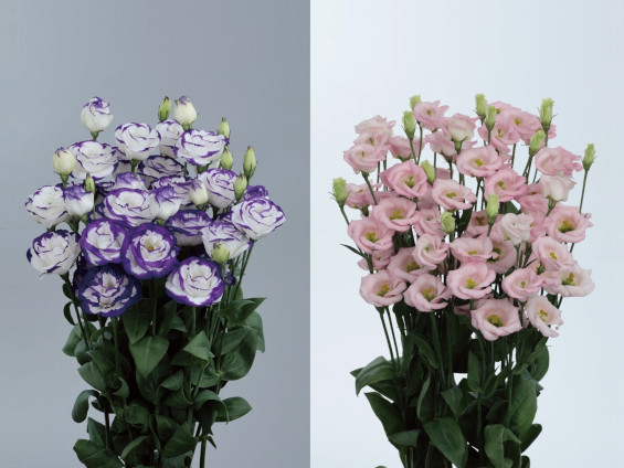 サカタのタネ、トルコギキョウ2品種の種子発売