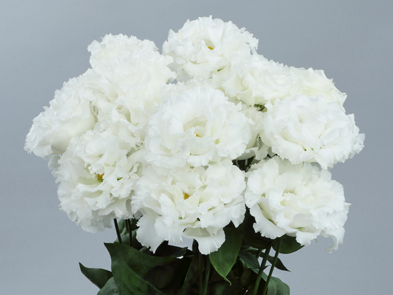 サカタのタネ、トルコギキョウ「メモリア (1型) ホワイト」開発