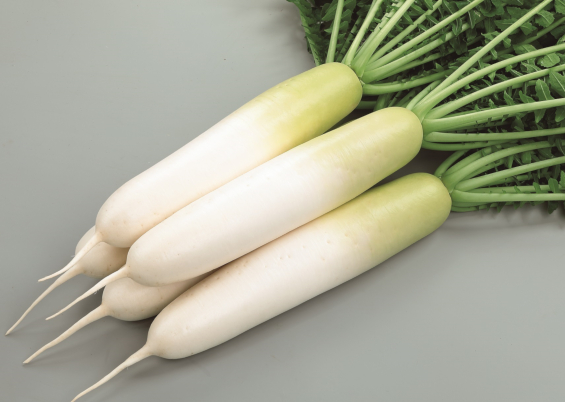 サカタのタネ、高温期の病害などに強いダイコン「夏秋自慢」開発