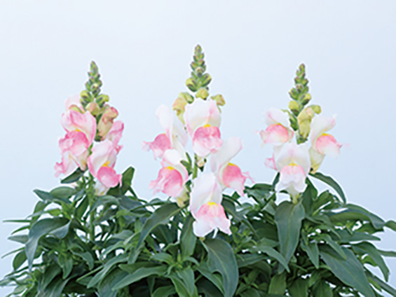 サカタのタネ、キンギョソウ「キャンディートップス®」に新色追加