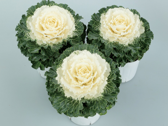 発色が早いわい性ハボタン「ローブ ホワイト」種子発売