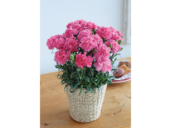 サカタのタネ開発のポットカーネーション「セレナーデ」鉢物流通開始