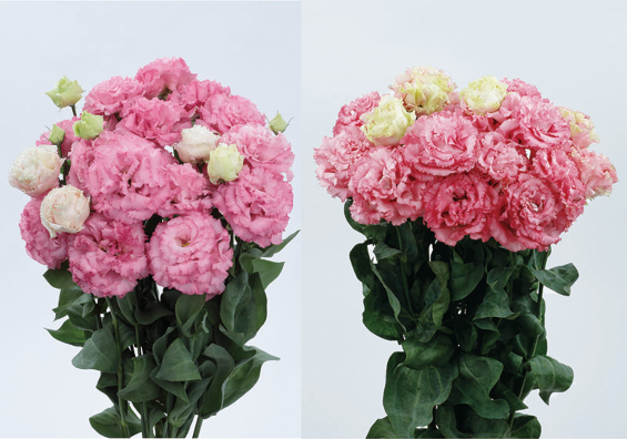 大輪フリンジ八重咲きトルコギキョウ「ボヤージュ」シリーズ新品種発売