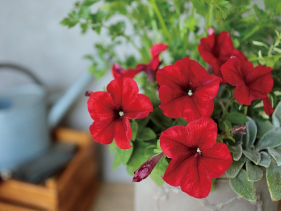 サカタのタネ、「よく咲くペチュニア パフィン」シリーズ開発