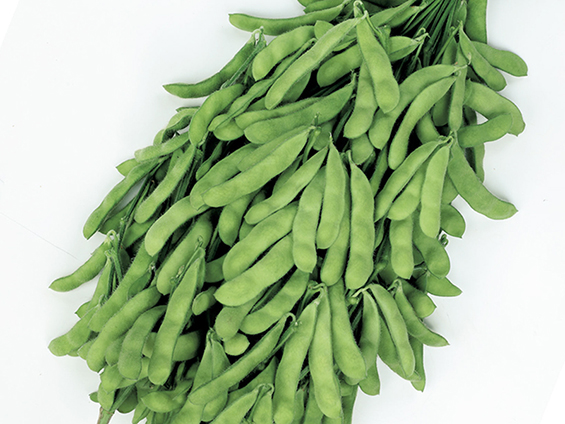 サカタのタネ、春・夏・秋の収量性に優れたエダマメ「たっぷり」を発売
