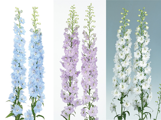 サカタのタネ、デルフィニウムの新シリーズを開発、３品種発売