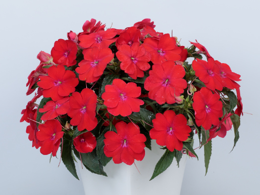 サカタのタネ、「サンパティオ スカーレット」を限定販売