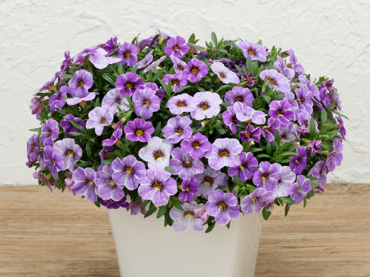 サカタのタネ、カリブラコア「ふわリッチブルースプラッシュ」を限定販売