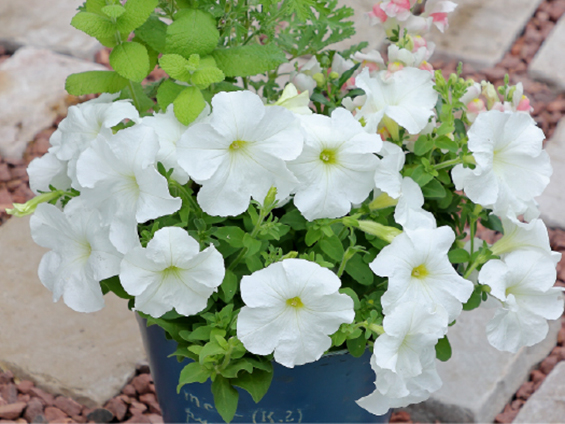 サカタのタネ、「よく咲くペチュニア」ブランドに待望の純白色が登場