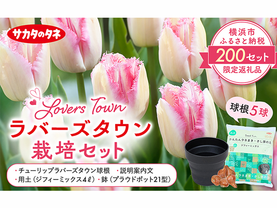 サカタのタネ、横浜市限定チューリップをふるさと納税返礼品に出品