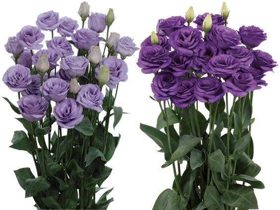 サカタのタネ、高温期に向くバラ咲きトルコギキョウ新品種発売