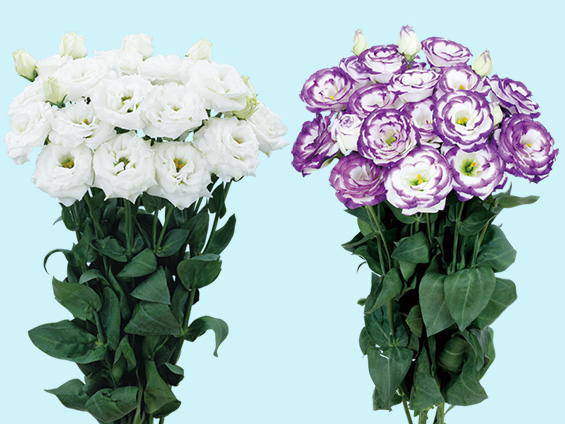 サカタのタネ、無花粉バラ咲きトルコギキョウ新品種発売