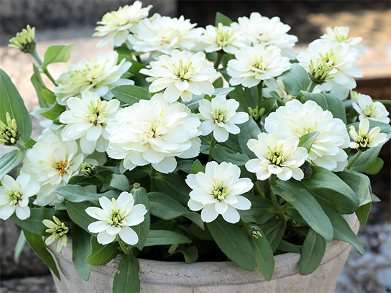 サカタのタネのジニア「Profusion Double White Improved」がAAS金賞