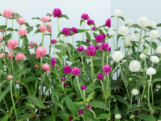 サカタのタネ、センニチコウの新シリーズを開発、3品種を発売