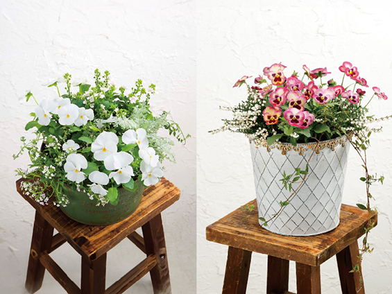 サカタのタネがパンジー「よく咲くスミレ」シリーズに新色追加