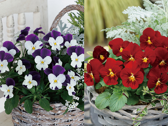 サカタのタネがビオラ「ピエナ」シリーズに新色追加