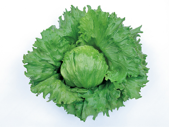 サカタのタネ、レタスの新品種を発売