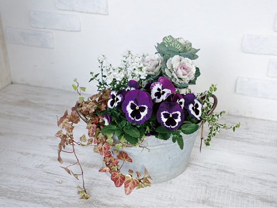 パンジー「パシオ®」シリーズに待望のユニーク色追加