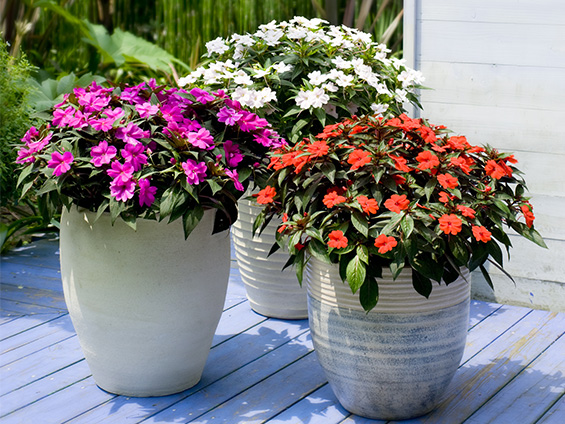 インドネシア政府との共同探索によって得られた遺伝資源から開発した「サンパチェンス」の画像