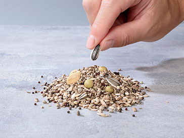 植物の種の写真