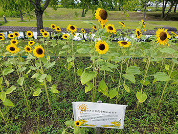 最上川ふるさと総合公園でヒマワリが満開