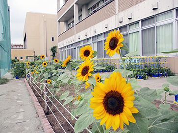 さいたま市立つばさ小学校でヒマワリが満開