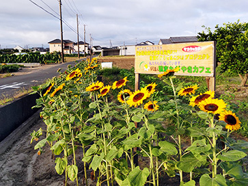 満開のヒマワリ