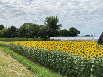 日向保全会様ヒマワリ畑