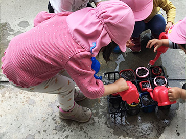 御所の杜ほいくえん&あだちほいくえん様がヒマワリを育てているところ