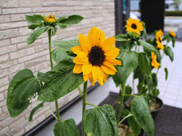 長谷川海苔店様のヒマワリ