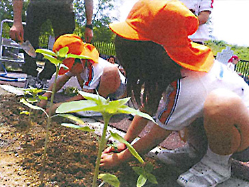 四国大学附属認定こども園様がヒマワリを育てているところ