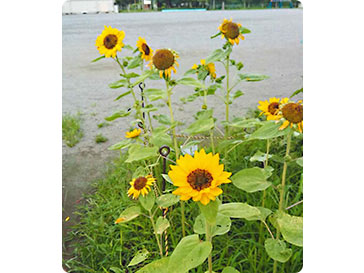 公益社団法人草加市シルバー人材センター様のヒマワリ