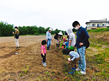 NPO法人おいたまサロン様がヒマワリを育てているところ