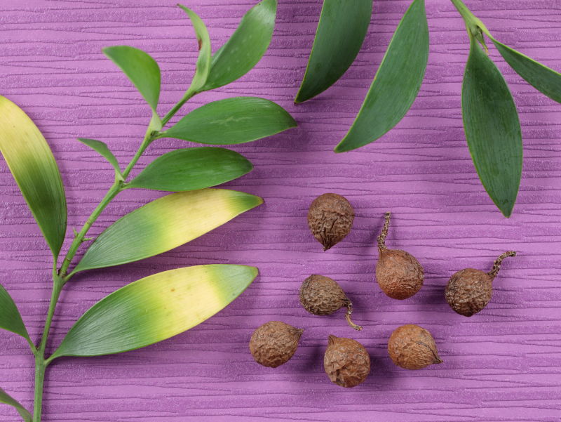 ゴツゴツして丸いタネの画像