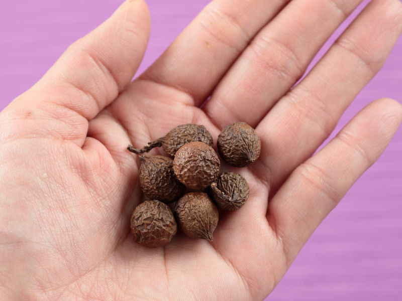 手のひらにナギのタネをのせた画像