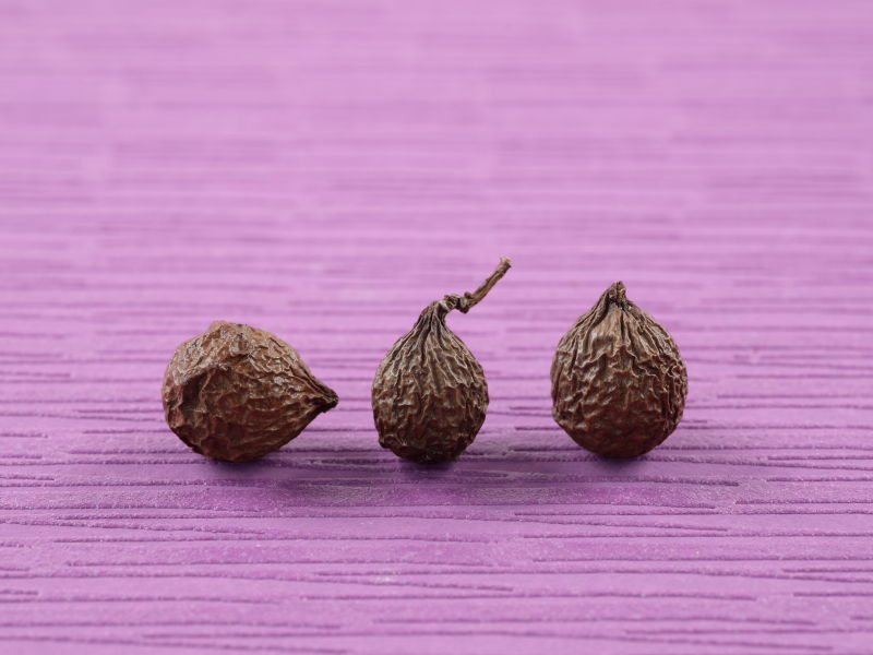 ナギのタネの画像