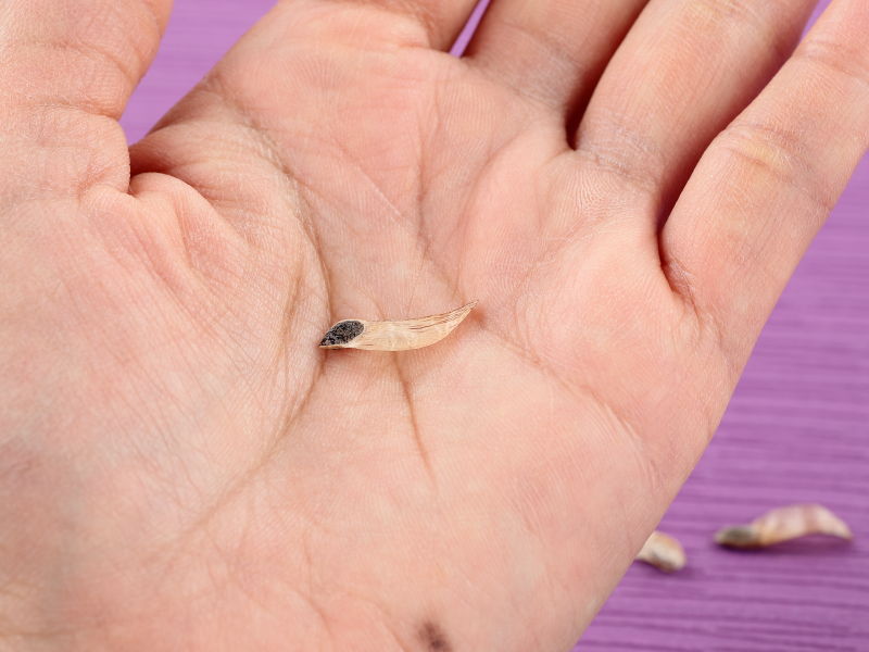 マツの翼果一粒を、大人の手のひらの上に乗せてサイズ感を比べている